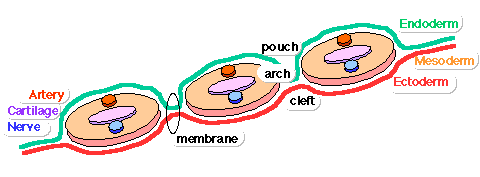 File:Pharyngeal arch structure cartoon.gif