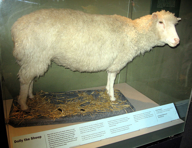 File:Dolly the sheep.jpg