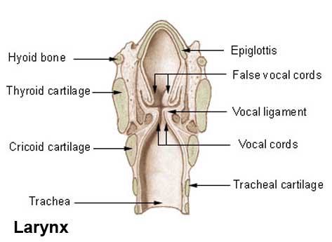 File:Larynx.jpg