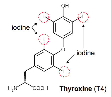 File:Thyroxine.jpg