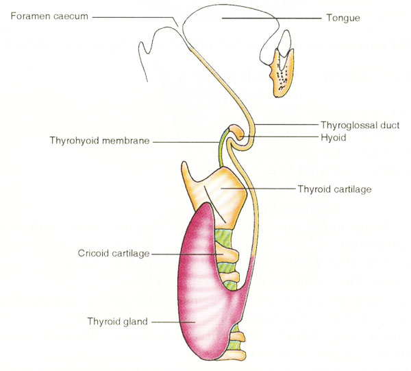 File:Thyroid-development-cartoon.jpg