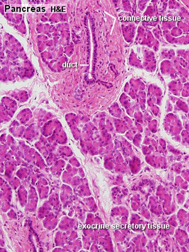 File:Pancreas histology 001.jpg