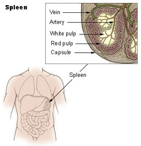 File:Spleen anatomy.jpg