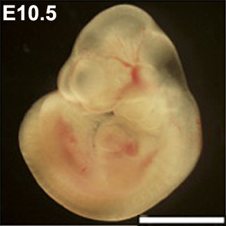 Mouse- embryo E10.5.jpg
