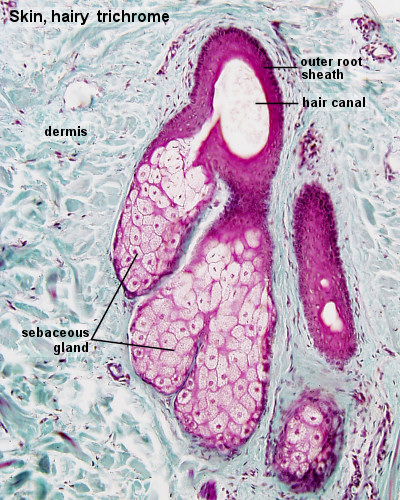 File:Integumentary- sebaceous gland histology 01.jpg
