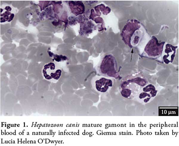Canine hepatozoonosis.jpg