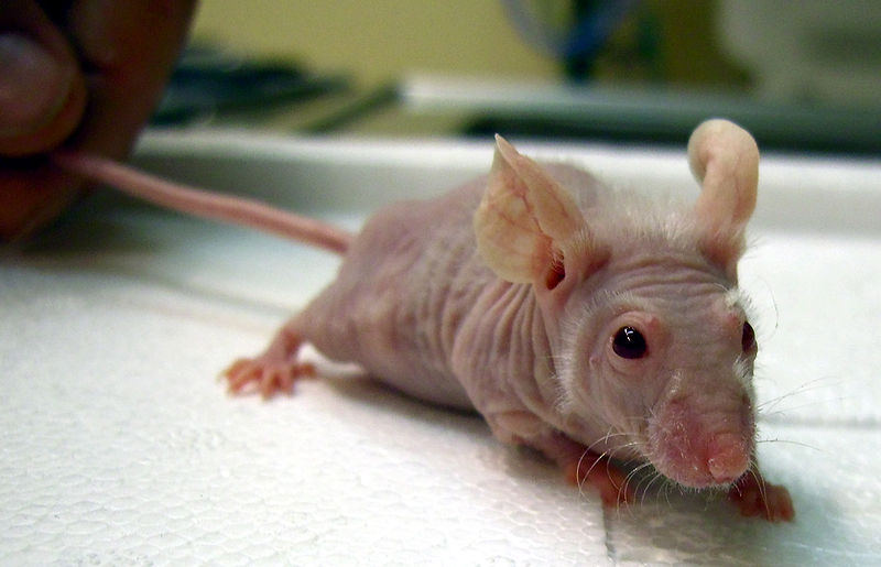 File:Nude mouse pic.jpg