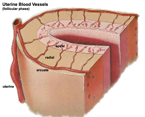 File:Uterine arterial vessel cartoon.jpg