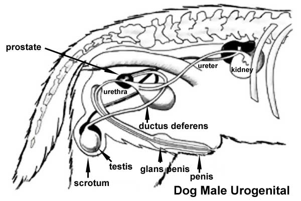 File:Dog- male urogenital cartoon.jpg