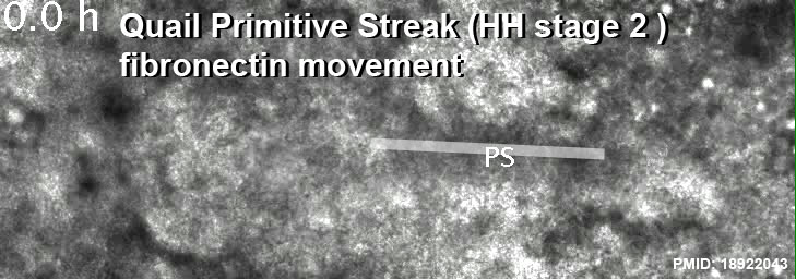 File:Quail HH stage 2 fibronectin movement.jpg