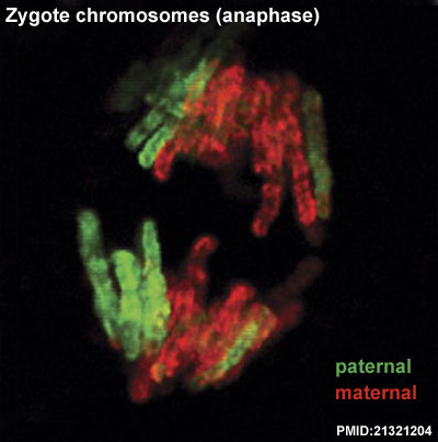File:Mouse zygote mitosis anaphase.jpg