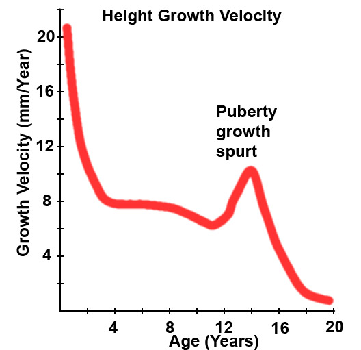 File:Puberty growth.jpg