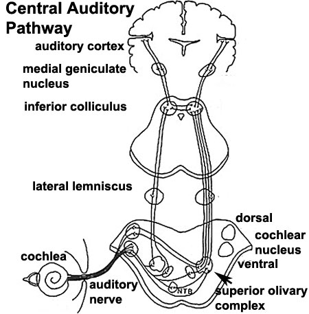 Central auditory neural pathway