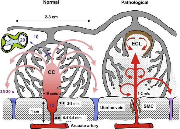 File:Placenta spiral artery conversion.jpg
