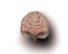 Adult brain animation 01.gif