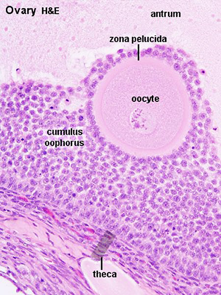 Low power view of ovary cortex and medullary region.