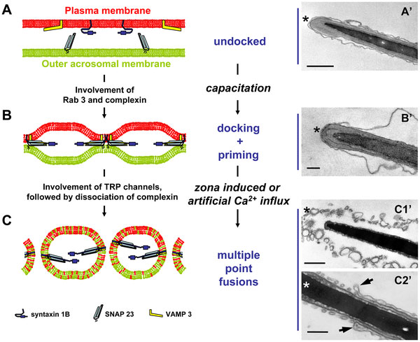 File:Model capacitation-induced acrosome docking to sperm membrane.jpg