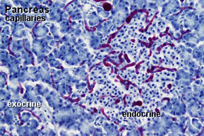 File:Pancreas histology 004.jpg