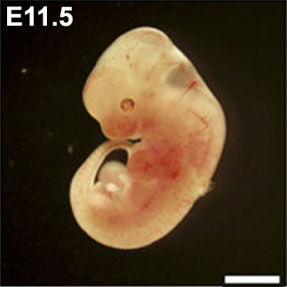 File:Mouse- embryo E11.5.jpg