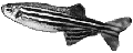 Zebrafish-icon.png