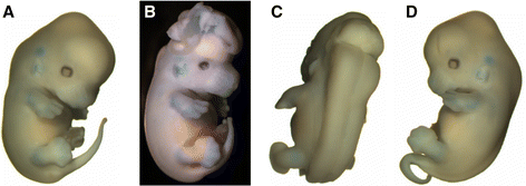 File:Examples of congenital defects in Apob and Lp mutant mice.gif