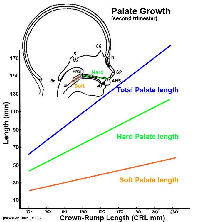 Fetal palate growth graph.jpg