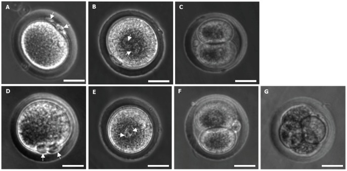 Deer mice oocytes at various stages of development in vitro.jpg