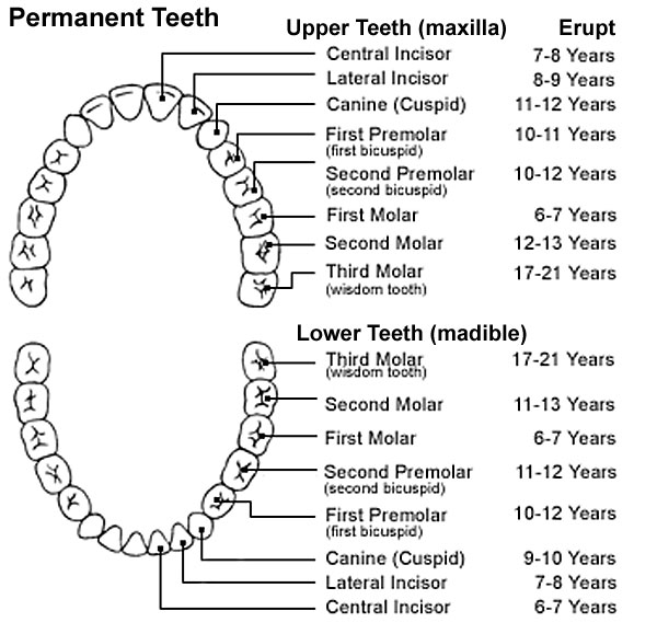 File:Human permanent teeth.jpg