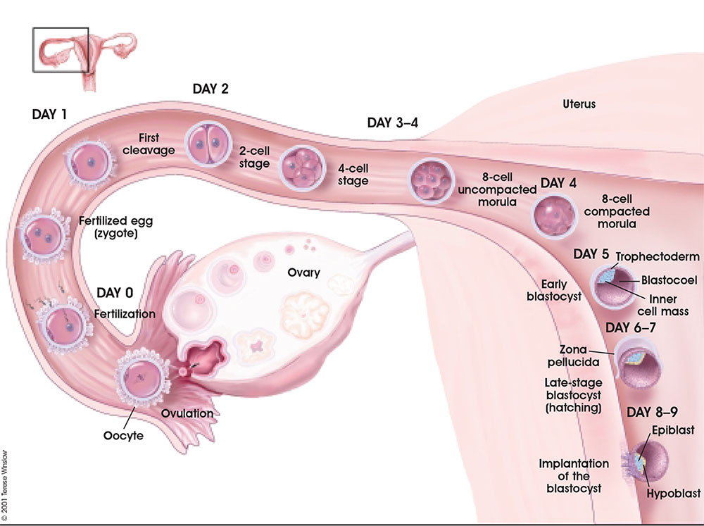 uterine tube histology