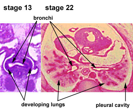 Lung development stage13-22.jpg