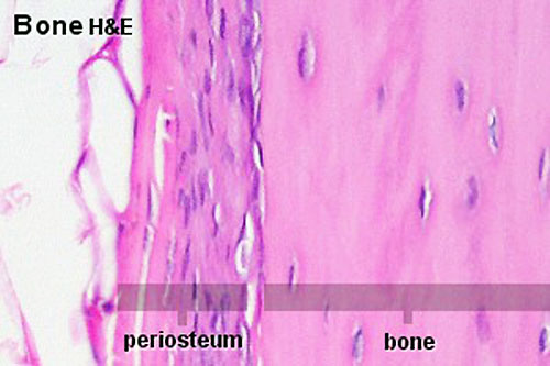 periosteum function