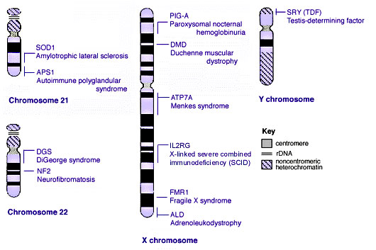 File:Human genetics chromosomes 21-XY.jpg