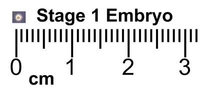 File:Stage1 size with ruler.jpg