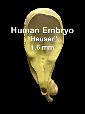 File:Embryo 1.6mm-1.gif