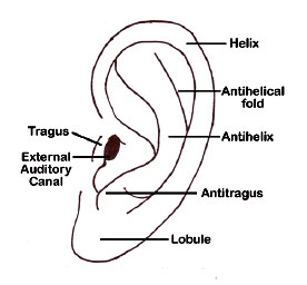 File:External ear anatomy.jpg