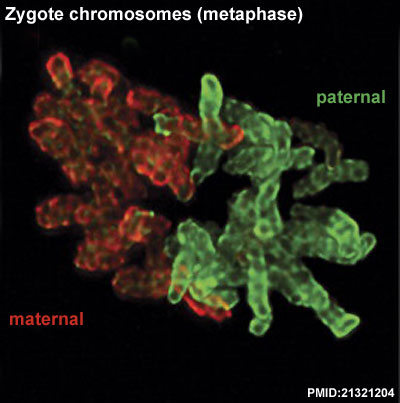Mouse zygote mitosis metaphase.jpg