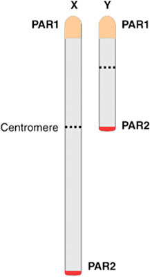 File:Sex chromosomes pseudoautosomal regions.jpg