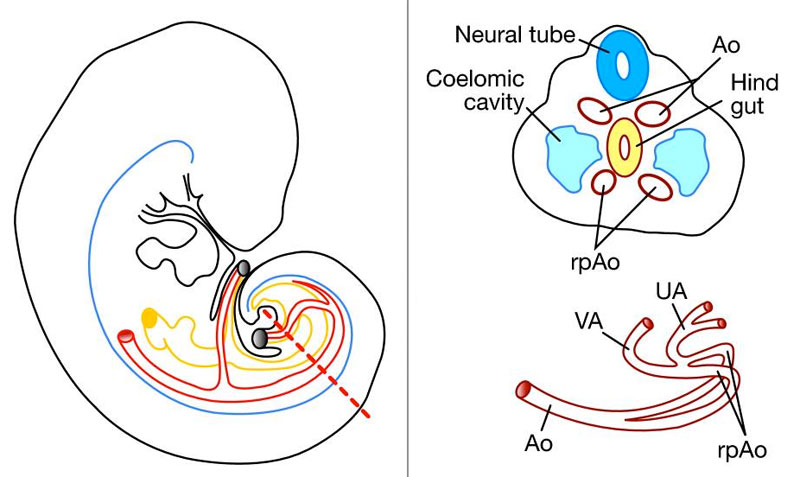File:Placental cord vessels 02.jpg