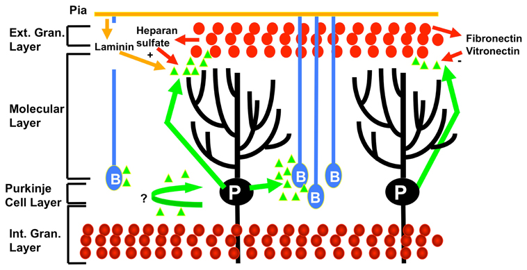 File:Cell signalling in cerebellum development.jpg