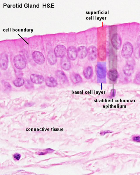File:Parotid histology stratified columnar 01.jpg