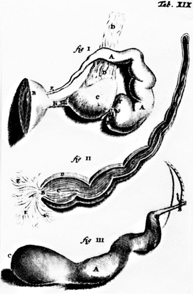 File:Reinier De Graaf - Plate XIX uterine tube drawings.jpg