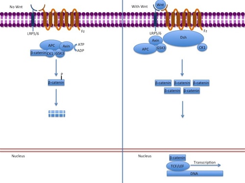 File:Canonical Wnt pathway.jpg