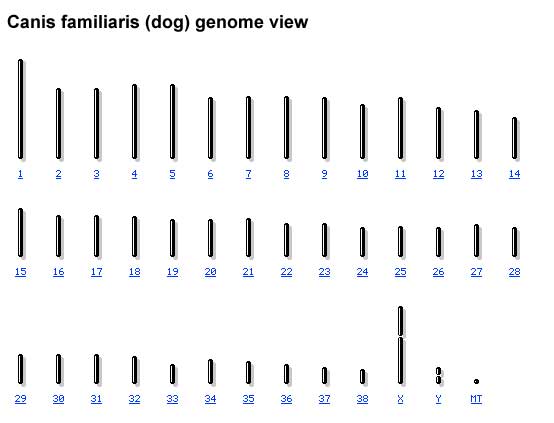 File:Dog genome.jpg