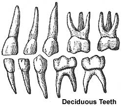 canine teeth human