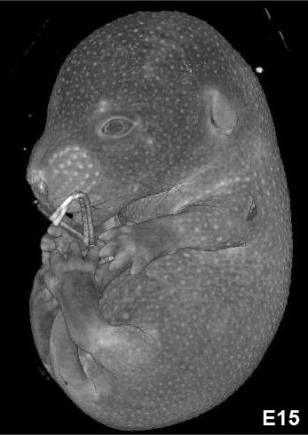 File:Mouse embryo E15 microCT icon.jpg
