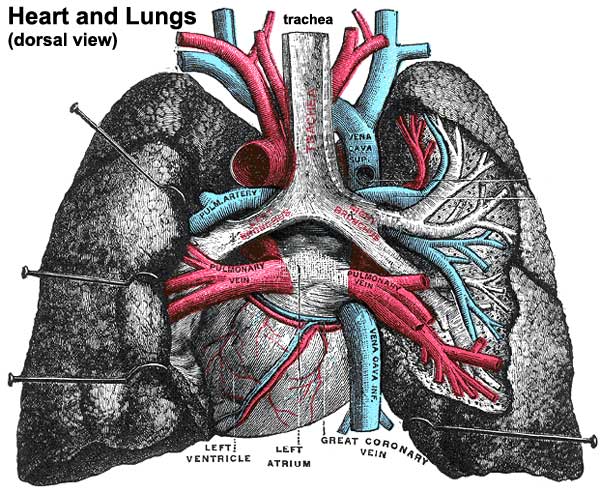 File:Historic-lungs.jpg
