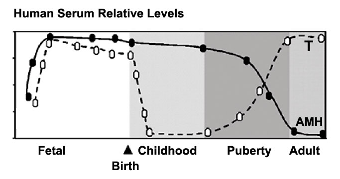 File:Male testosterone and AMH level graph.jpg