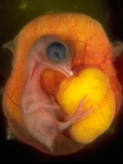 chicken fetus egg