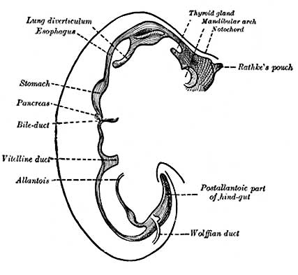 The later developing gastrointestinal tract