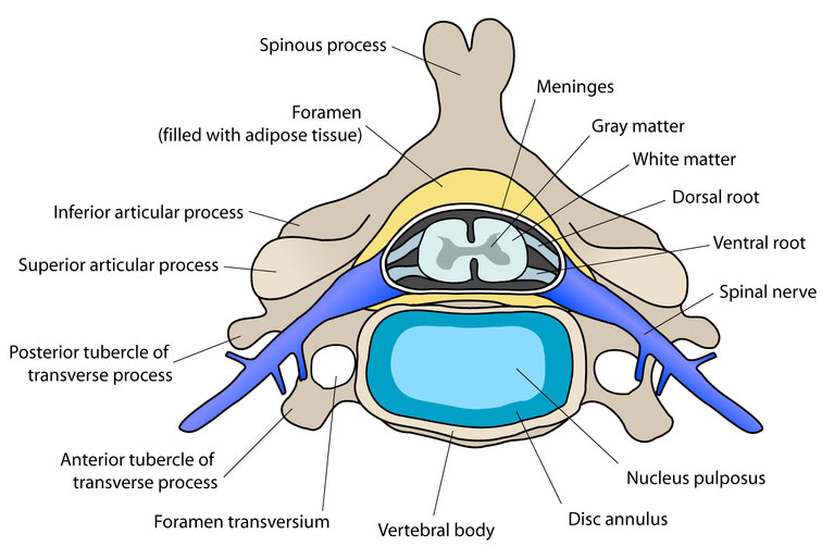 File:Cervical vertebra.jpg